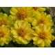 Цинія Profusion Double: Yellow, 250 шт, PanAmerican