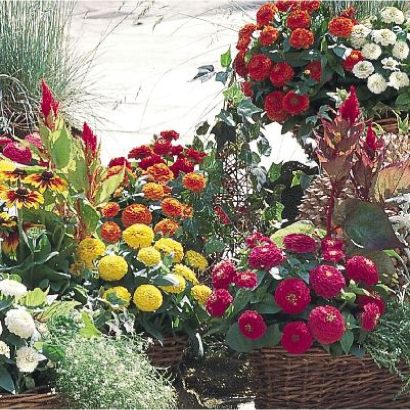 Цинія витончена Zinnita®: mix 100 шт, Benary