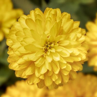Цинія мариландська Zydeco Deep Yellow, 10 шт, Syngenta