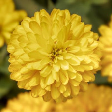 Цинія мариландська Zydeco Deep Yellow, 10 шт, Syngenta