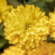 Цинія мариландська Zydeco Deep Yellow, 10 шт, Syngenta