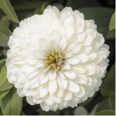 Цинія мариландська  Zydeco White, 10 шт, Syngenta