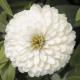 Цинія мариландська  Zydeco White, 250 шт, Syngenta