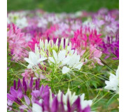 Клеома - Cleome