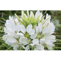 Клеома Хасслера Sparkler™ White