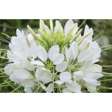 Клеома Хасслера Sparkler™ White