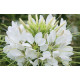 Клеома Хасслера Sparkler™ White