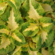 Колеус PREMIUM SUN GREEN HALO