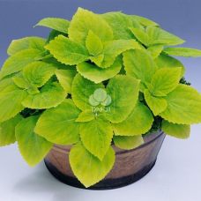 Колеус гібридний Giant Exhibition Limelight, 5 шт, Takii