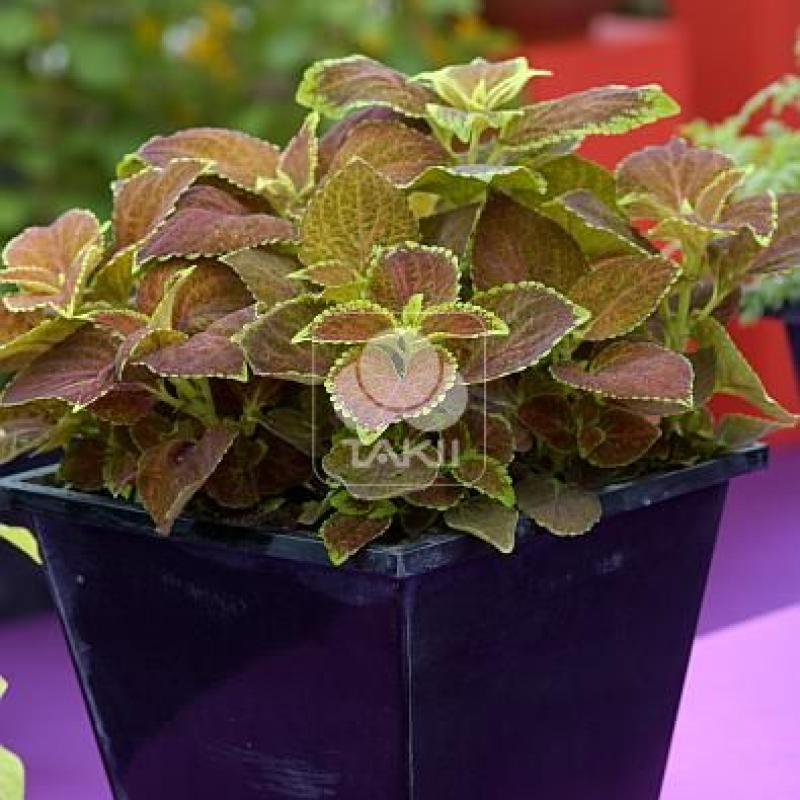 Колеус гібридний Giant Exhibition Rustic Red, 50 шт, Takii