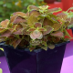 Колеус гібридний Giant Exhibition Rustic Red, 50 шт, Takii