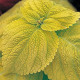 Колеус гібридний Giant Exhibition Limelight, 50 шт, Takii