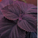 Колеус гібридний Giant Exhibition Palisandra, 5 шт, Takii