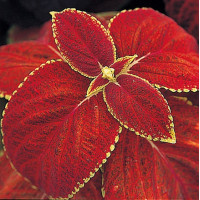Колеус гібридний Giant Exhibition Rustic Red, 5 шт, Takii