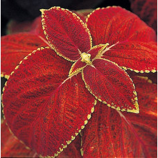 Колеус гібридний Giant Exhibition Rustic Red, 5 шт, Takii