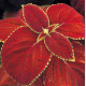 Колеус гібридний Giant Exhibition Rustic Red, 50 шт, Takii
