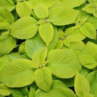 Колеус PREMIUM SUN LIME DELIGHT, 1000 шт, PanAmerican