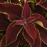 Колеус PREMIUM SUN (h 66см) Ruby Heart, 100 шт, PanAmerican