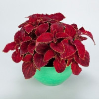 Колеус Superf Rainbow: Red Velvet, 25 шт, Sakata