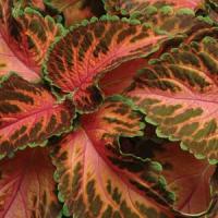 Колеус WIZARD® CORAL SUNRISE, 25 шт, PanAmerican
