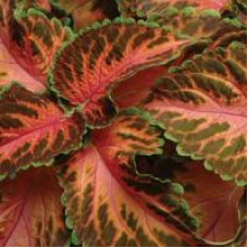 Колеус WIZARD® CORAL SUNRISE, 25 шт, PanAmerican