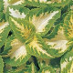 Колеус гібридний WIZARD® JADE, 1000 шт, PanAmerican