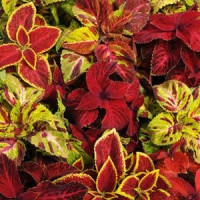 Колеус  WIZARD® MIX SELECT, 25  шт, PanAmerican