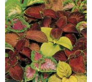 Колеус гібридний - Coleus