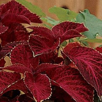 Колеус Wizard® Velvet Red, 25 шт, PanAmerican