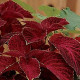 Колеус Wizard® Velvet Red, 100 шт, PanAmerican