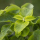 Колеус Mezmerize Lime Green, 5 шт, Floranova