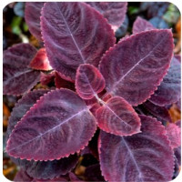 Колеус Mezmerize Rusty Red, 5 шт, Floranova