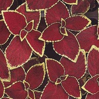 Колеус WIZARD® SCARLET, 25 шт, PanAmerican