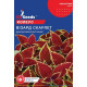 Колеус Візард Скарлет 10 шт, Gl Seeds