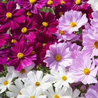 Космея двічіпериста Apollo Mix, 10 шт, Floranova