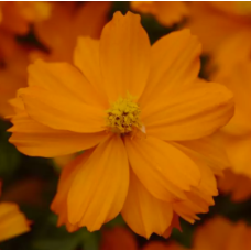 Космея сірчано-жовта Mandarin 25 шт, PanAmerican