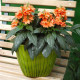 Кроссандра TROPIC (h 25 см) FLAME, 100 шт, PanAmerican