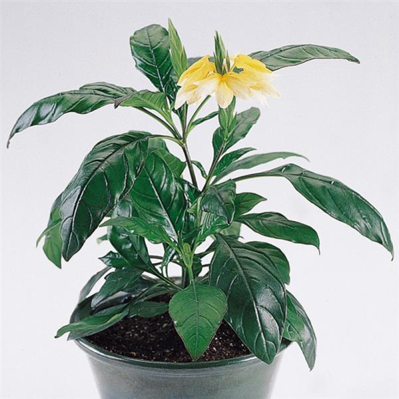 Кроссандра TROPIC YELLOW SPLASH, 100 шт, PanAmerican