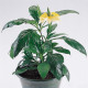 Кроссандра TROPIC YELLOW SPLASH, 100 шт, PanAmerican