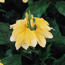 Кроссандра TROPIC YELLOW SPLASH, 5 шт, PanAmerican