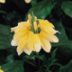 Кроссандра TROPIC YELLOW SPLASH, 100 шт, PanAmerican