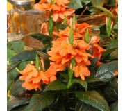 Кроссандра - Crossandra