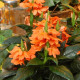 Кроссандра TROPIC (h 25 см) FLAME, 100 шт, PanAmerican