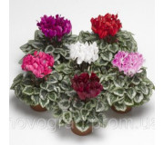 Цикламен перський - Cyclamen persicum
