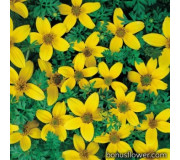 Череда - Bidens humilis