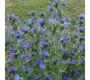 Синяк - Echium