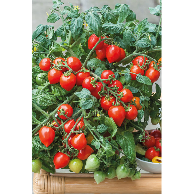 Томат декоративний Sweet Valentines 250 шт, Hem Genetics