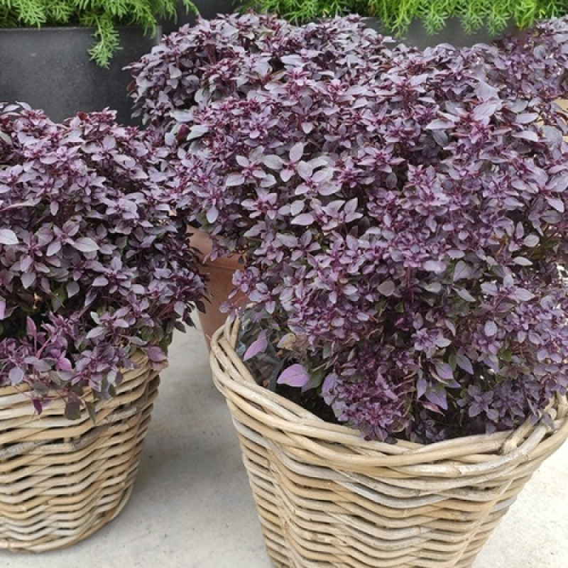 Базилік Purple Ball, 50 шт, Hem Genetics