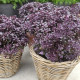 Базилік Purple Ball, 50 шт, Hem Genetics