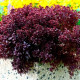 Базилік Purple Ball, 50 шт, Hem Genetics